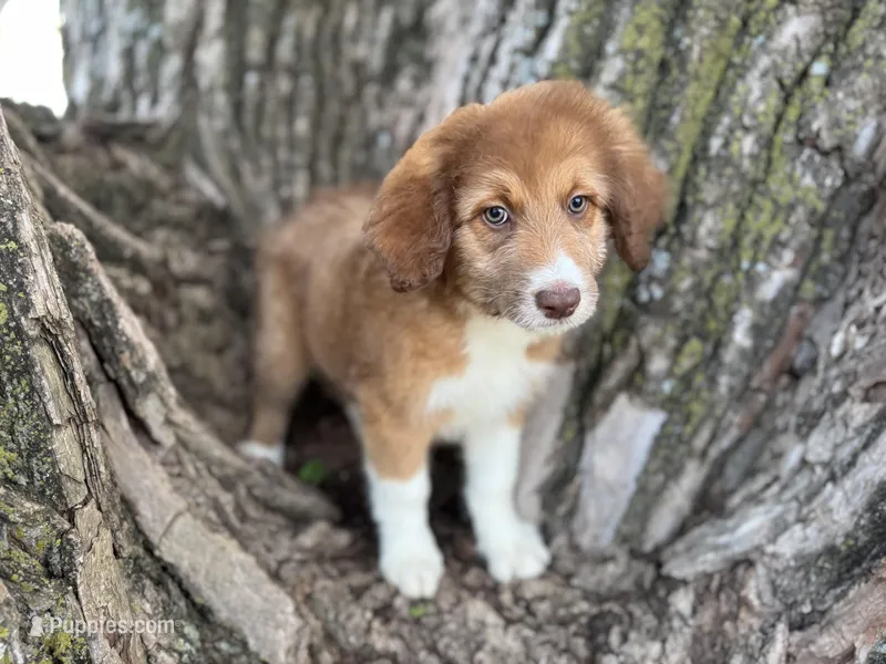 Pinto – Aussiedoodle puppy for sale in Lamar, MO