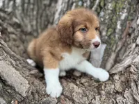 Pinto, a female Aussiedoodle for sale in Lamar, MO – Photo 3 of 6