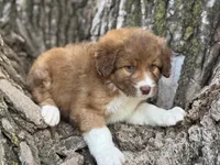 Pinto, a female Aussiedoodle for sale in Lamar, MO – Photo 2 of 3