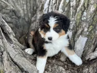 Camp, a male Australian Shepherd for sale in Lamar, MO – 2 of 4