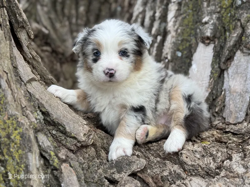 Roxy – Australian Shepherd puppy for sale in Lamar, MO
