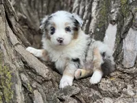 Roxy, a female Australian Shepherd for sale in Lamar, MO – Photo 1 of 3