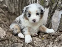 Roxy, a female Australian Shepherd for sale in Lamar, MO – Photo 2 of 3