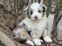 Roxy, a female Australian Shepherd for sale in Lamar, MO – Photo 3 of 3