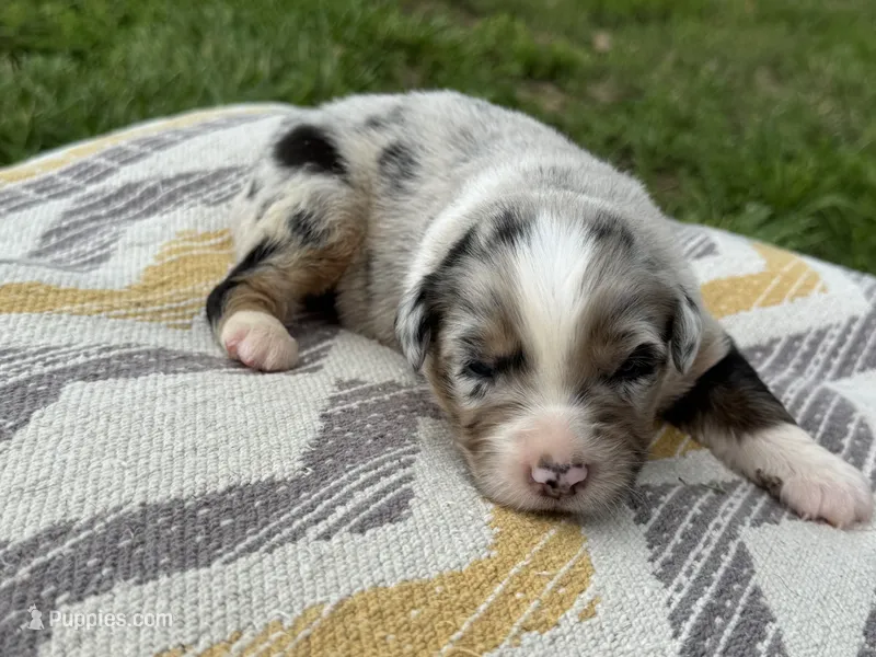 Captain – Australian Shepherd puppy for sale in Lamar, MO