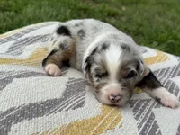 Captain, a male Australian Shepherd for sale in Lamar, MO – 1 of 3