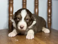 Teddy, a male Australian Shepherd for sale in Lamar, MO – Photo 1 of 3