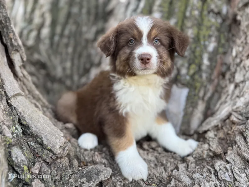 Teddy – Australian Shepherd puppy for sale in Lamar, MO