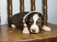 Teddy, a male Australian Shepherd for sale in Lamar, MO – Photo 3 of 3