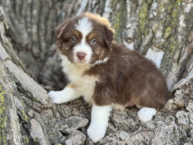 Teddy – Australian Shepherd puppy for sale in Lamar, MO