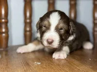 Teddy, a male Australian Shepherd for sale in Lamar, MO – Photo 2 of 3