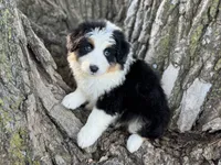 Conway, a male Australian Shepherd for sale in Lamar, MO – 4 of 4