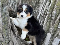 Camp, a male Australian Shepherd for sale in Lamar, MO – 4 of 4