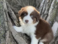 Rocky, a male Australian Shepherd for sale in Lamar, MO – 1 of 4