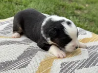 Archer, a male Australian Shepherd for sale in Lamar, MO – 2 of 3