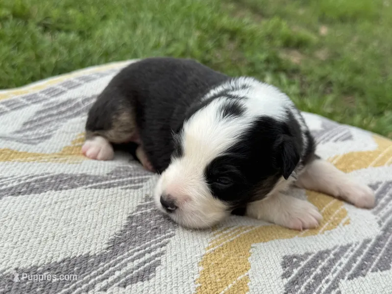 Archer – Australian Shepherd puppy for sale in Lamar, MO
