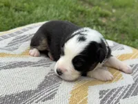 Archer, a male Australian Shepherd for sale in Lamar, MO – 1 of 3