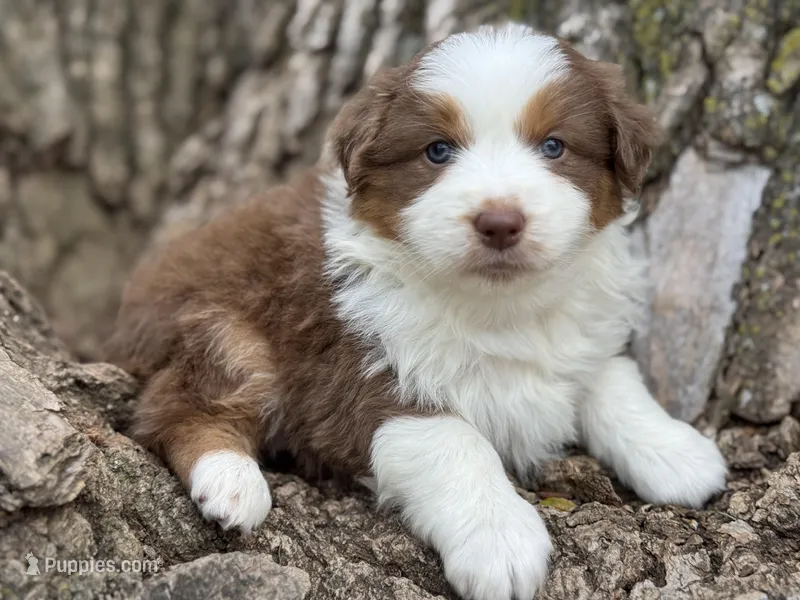 Winnie – Australian Shepherd puppy for sale in Lamar, MO
