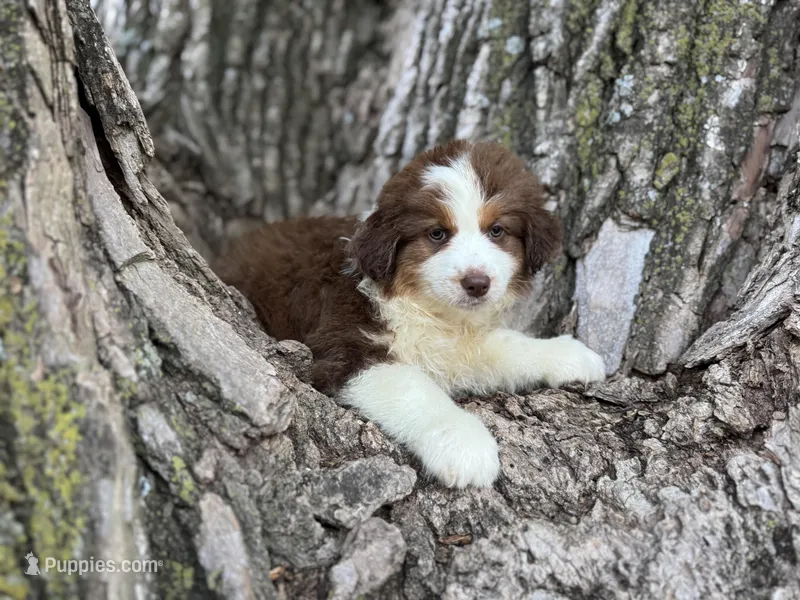 Winnie – Australian Shepherd puppy for sale in Lamar, MO