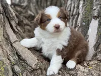 Winnie, a female Australian Shepherd for sale in Lamar, MO – Photo 3 of 3