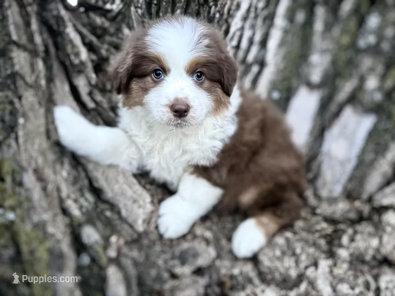 Winnie – Australian Shepherd puppy for sale in Lamar, MO