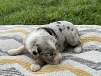 Stoney, a male Australian Shepherd for sale in Lamar, MO – 2 of 3