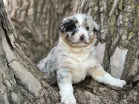 Scout, a male Australian Shepherd for sale in Lamar, MO – Photo 3 of 6