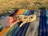 Scout, a male Australian Shepherd for sale in Lamar, MO – Photo 6 of 6