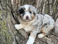 Scout, a male Australian Shepherd for sale in Lamar, MO – Photo 1 of 6