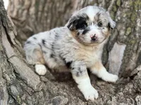 Scout, a male Australian Shepherd for sale in Lamar, MO – Photo 2 of 6