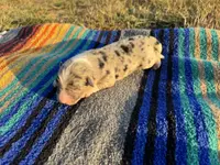 Scout, a male Australian Shepherd for sale in Lamar, MO – Photo 4 of 6