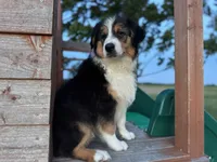 Buck, a male Australian Shepherd for sale in Lamar, MO – 3 of 10