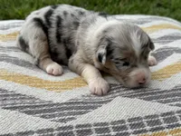 Stoney, a male Australian Shepherd for sale in Lamar, MO – 3 of 3