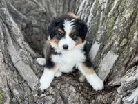 Camp, a male Australian Shepherd for sale in Lamar, MO – 3 of 4
