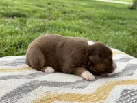 Elly, a female Australian Shepherd for sale in Lamar, MO – 2 of 3