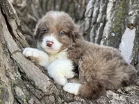 Cooper, a male Aussiedoodle for sale in Lamar, MO – Photo 3 of 3