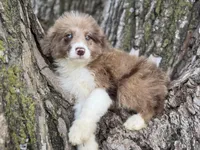 Cooper, a male Aussiedoodle for sale in Lamar, MO – 6 of 10