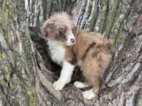Cooper, a male Aussiedoodle for sale in Lamar, MO – 2 of 10