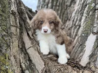 Cooper, a male Aussiedoodle for sale in Lamar, MO – Photo 3 of 6