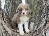 Cooper, a male Aussiedoodle for sale in Lamar, MO – 5 of 10