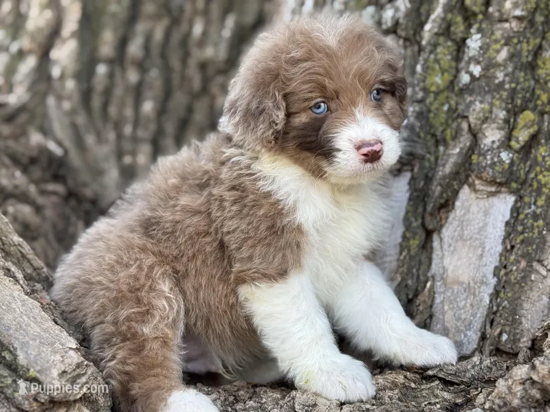 Cooper – Aussiedoodle puppy for sale in Lamar, MO
