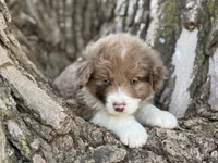 Cooper, a male Aussiedoodle for sale in Lamar, MO – Photo 2 of 3