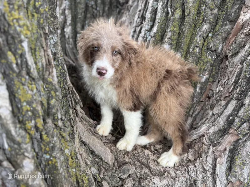 Cooper – Aussiedoodle puppy for sale in Lamar, MO