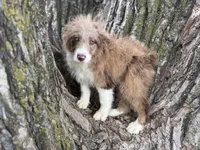 Cooper, a male Aussiedoodle for sale in Lamar, MO – 1 of 10