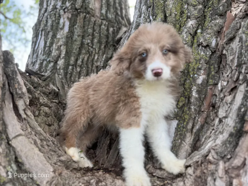 Cooper – Aussiedoodle puppy for sale in Lamar, MO