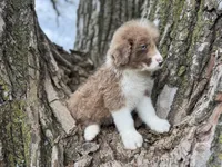 Cooper, a male Aussiedoodle for sale in Lamar, MO – Photo 2 of 6