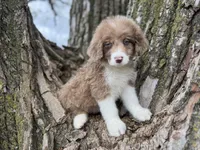 Cooper, a male Aussiedoodle for sale in Lamar, MO – Photo 1 of 6