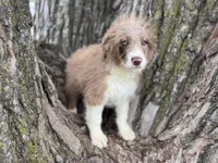 Cooper, a male Aussiedoodle for sale in Lamar, MO – 3 of 10