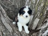 Conway, a male Australian Shepherd for sale in Lamar, MO – 3 of 4