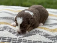 Jedi, a male Australian Shepherd for sale in Lamar, MO – 2 of 3